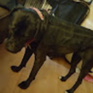 Meet your Posher, Henry